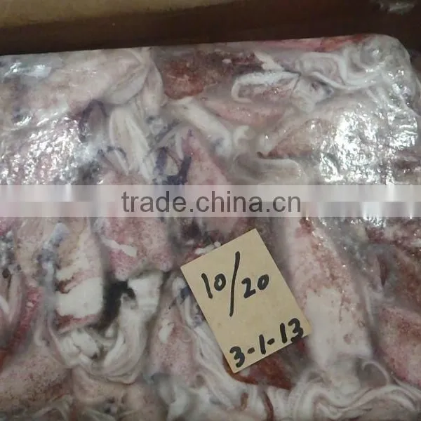 FROZEN LOLIGO SQUID