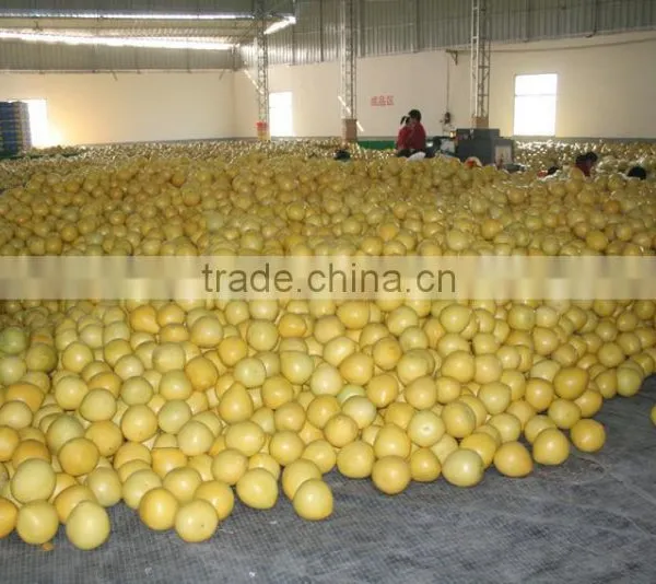 Fresh Pomelo Honey Pomelo Names All Fruits photo-2
