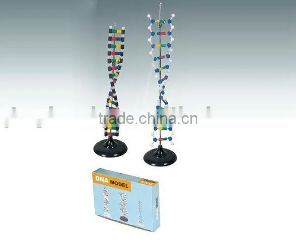 DNA Structure Simulation Kit