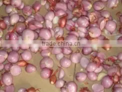 Small Garlic Peeling Machine Peeling Machine Garlic Peeling Machine Garlic Processing Equipment photo-2