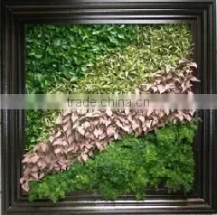 Environmental Protection Artificial Green Wall Succulent Plant Wall photo-2