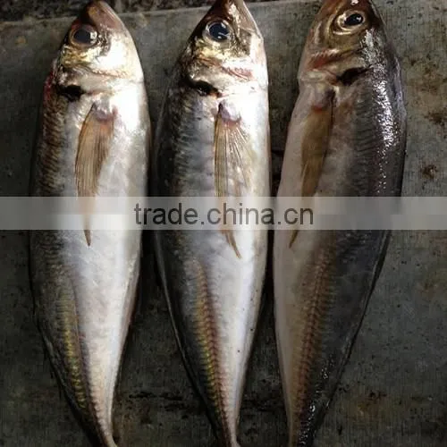 Frozen Horse Mackerel photo-2