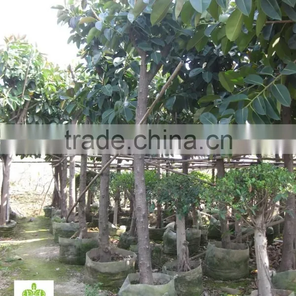 Ficus Elastica (rubber Fig ) photo-2