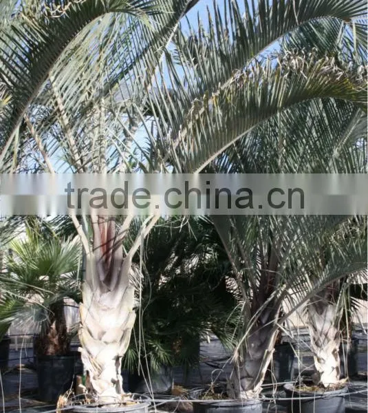Dypsis Decareyii "Triangle Palm" 250/300 in 40 Liters Pot photo-3