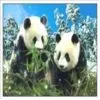 70 Lines Grating Film, Made of High-quality PET Material photo-3