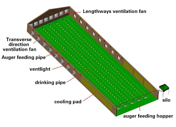Broiler Chicken Feeding System and Chicken Farm Equipment photo-2