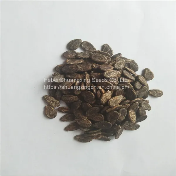 Early Maturity f1 Hybrid Watermelon Seeds photo-2