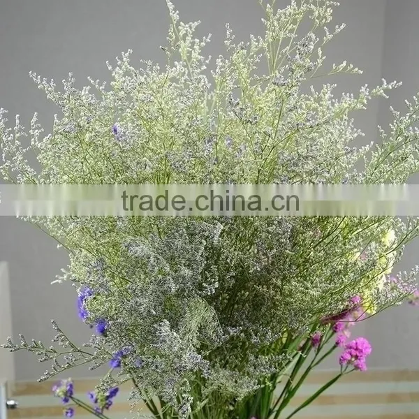 Cut Fresh Hot Sell Wholesale Fresh Flowers Cut Foliage photo-3