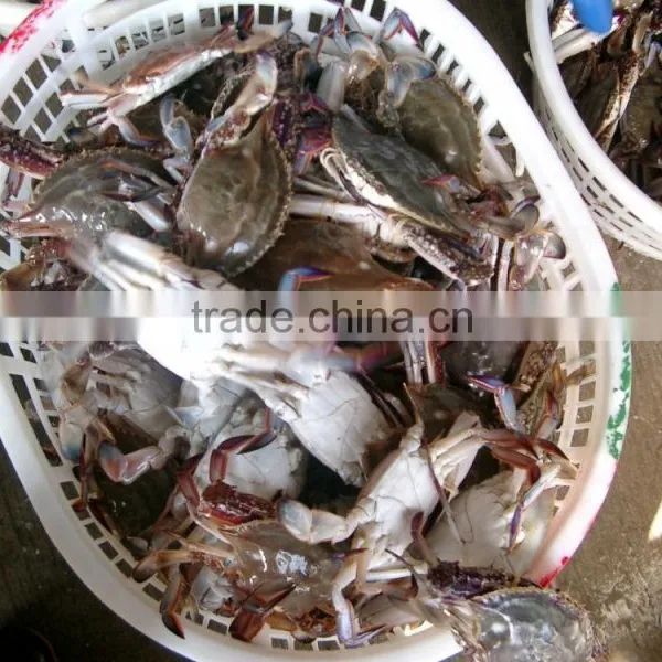 Frozen Blue Swimming Crab for Sale photo-2
