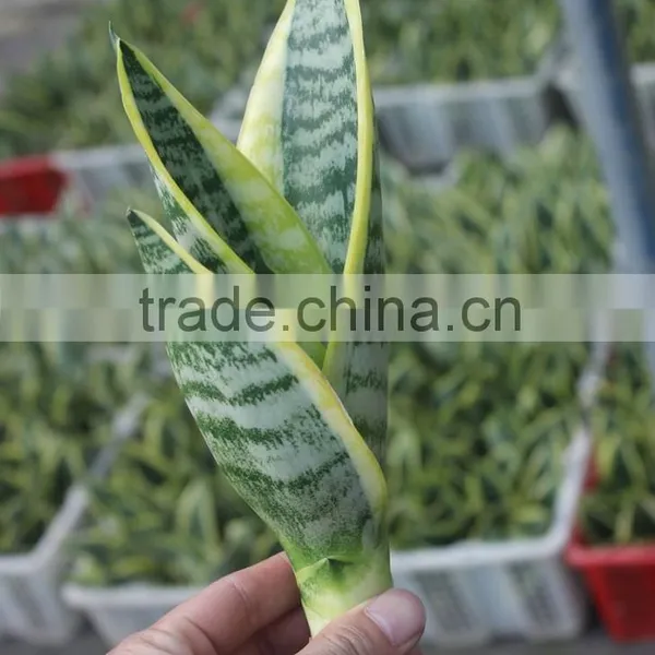 Green Plants for Residence photo-2