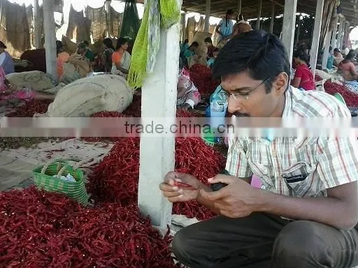 Indian Bulk Supply Red Chilli photo-4