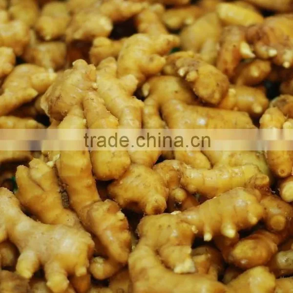 Wholesale Organic Common Cultivation Type Fresh Ginger photo-6