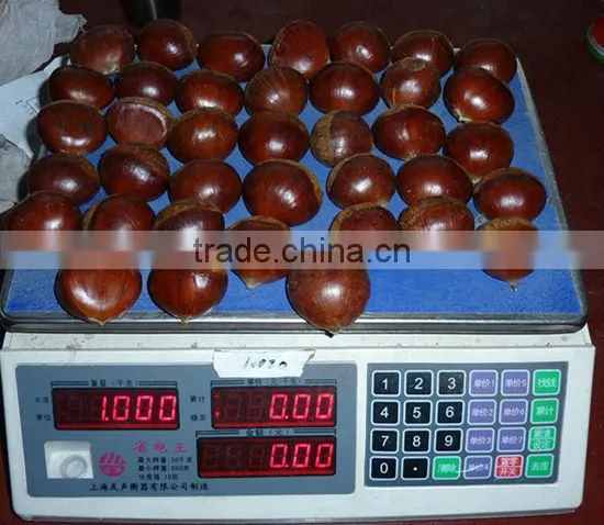 2015 New Corp Hot Sale 30-40/40-60/90-110 Sweet Organic Fresh Chestnuts photo-3