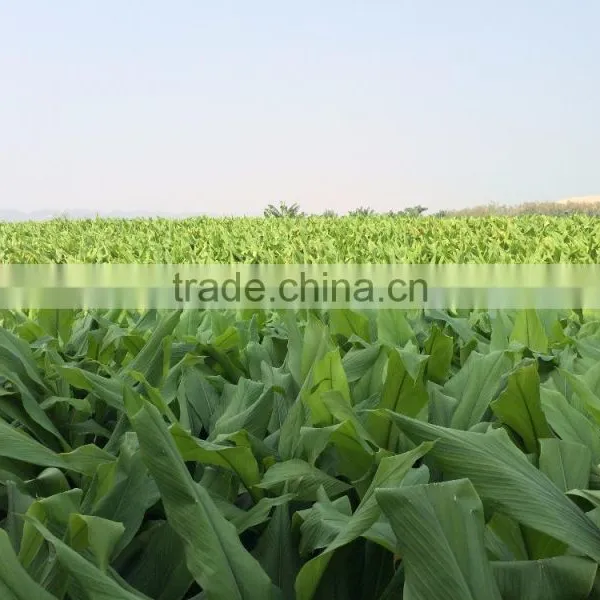 VIETNAM FRESH TURMERIC GOOD QUALITY photo-3