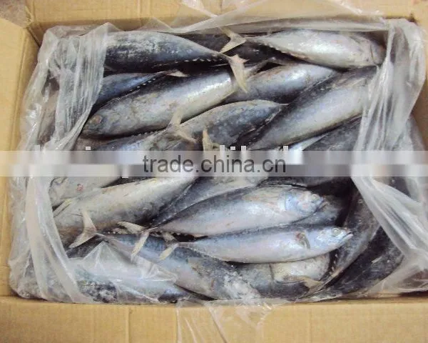 Frozen Bonito Tuna photo-2