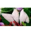 Frozen Channel Catfish Fillet