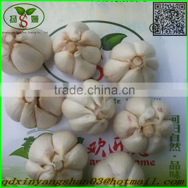 White Garlic,Normal White Garlic photo-6