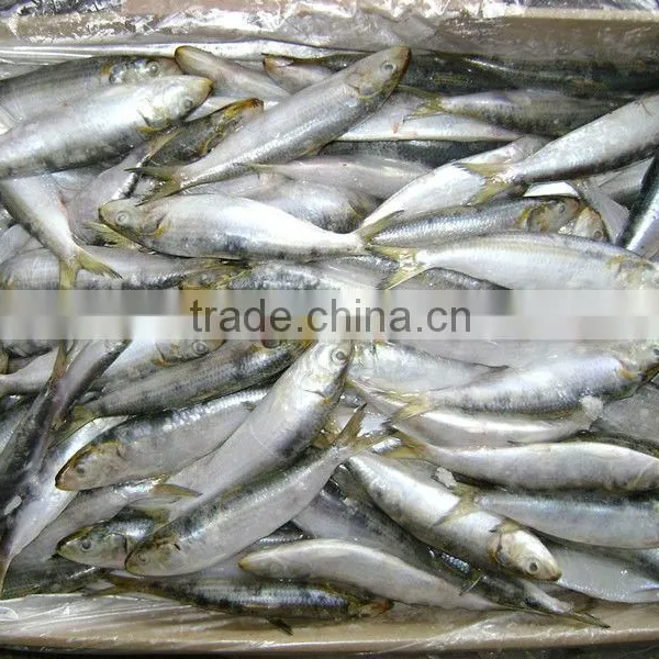 Frozen Sardine for Tuna Bait photo-4