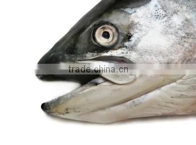 Frozen Salmon Heads