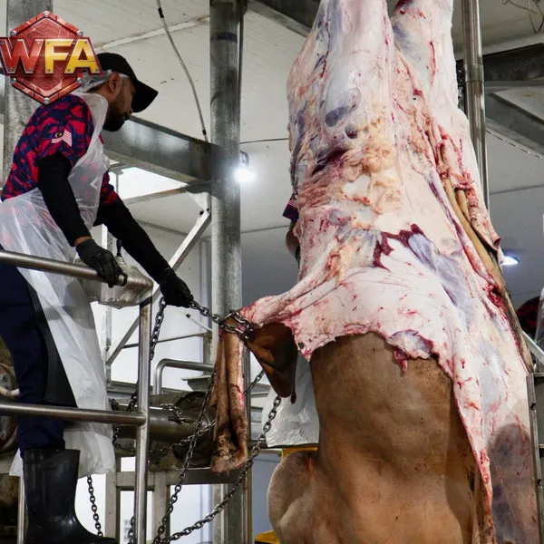WFA Large Scale Cattle Slaughterhouse Equipment Cow Abattoir Machine Meat Processing Plants Turnkey Installation photo-2