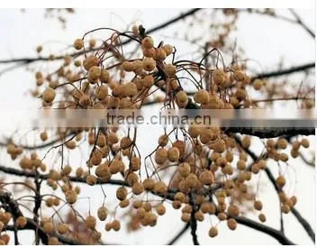 High Quality Organic Agriculture Melia Azedarach