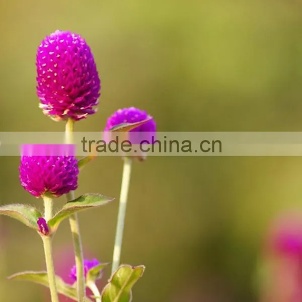 Fashionable Promotional Export Fresh Gomphrena Globosa photo-3