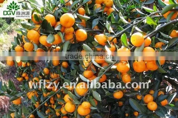 Mandarin Orange
