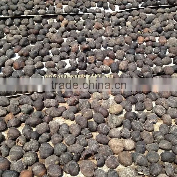 Ball Sea Cucumber Vietnam, Pingpong Fish, Holothuria Spp photo-6