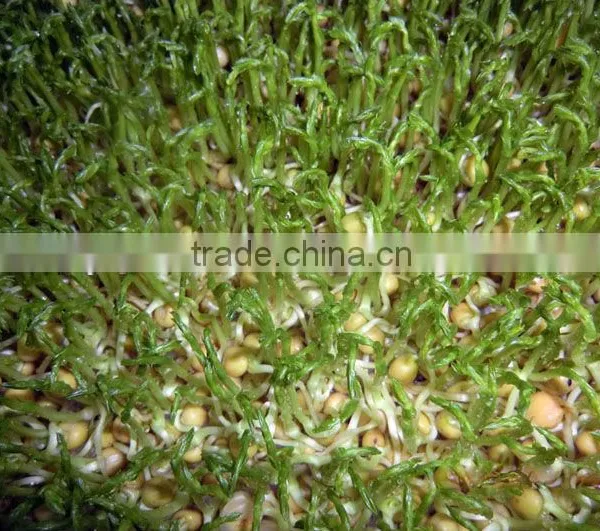 2016 Hydroponic Farm Fodder Growing System for Poultry/Livestock photo-4