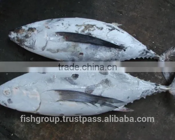 ALBACORE WHOLE ROUND photo-6