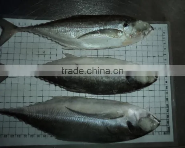 Horse Mackerel