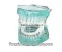 Orthodontics model with metal bracket AC-P18