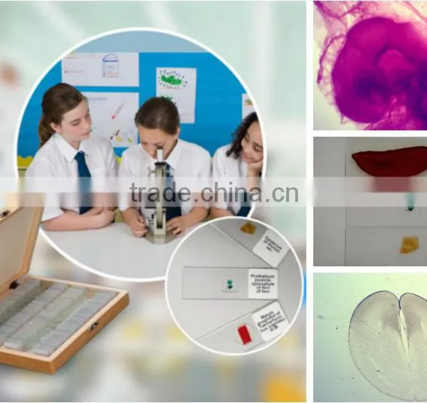 Teaching Chick Embryo Microscope Slides
