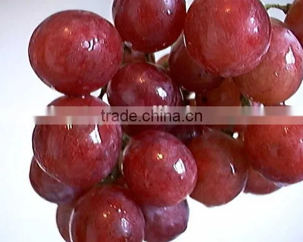 Fresh Style and Grapefruit Type Fresh Fruit From China photo-4