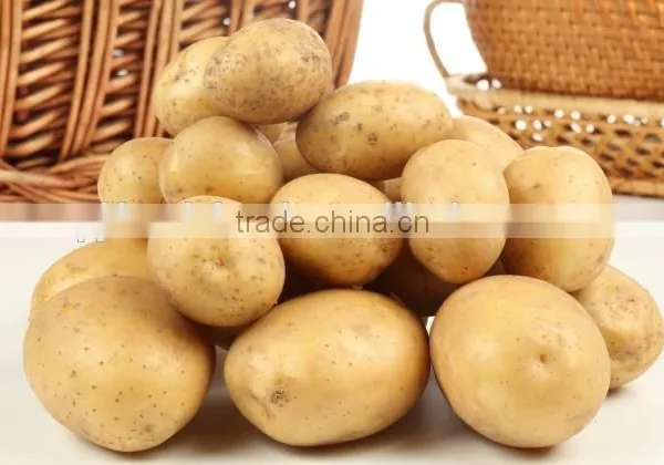 New Crop Fresh Shandong Potato for Sale photo-5
