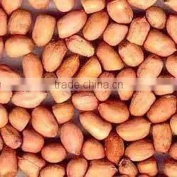 Groundnut