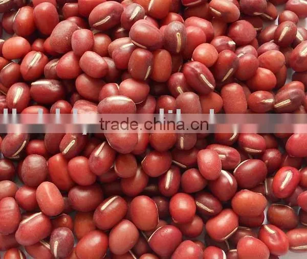 Adzuki Bean