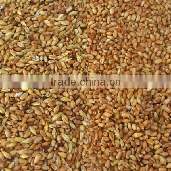 High Capacity CCD Wheat Color Sorter With Resort Configuration photo-4
