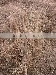 Vetiver/Khus Root photo-2