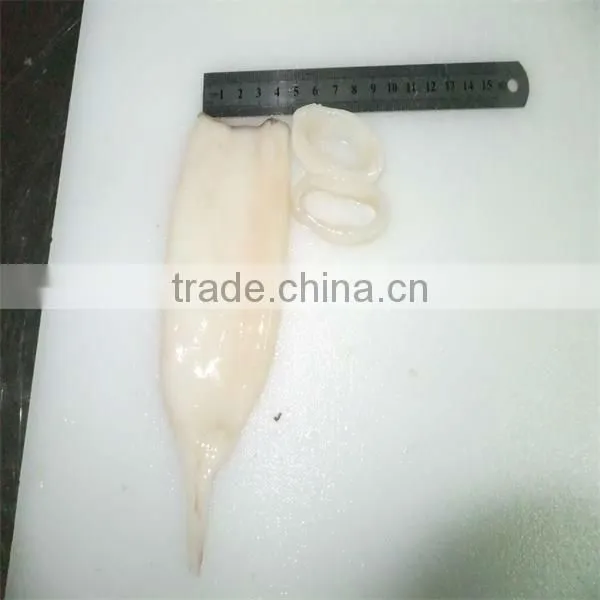 Frozen Squid Tubes
