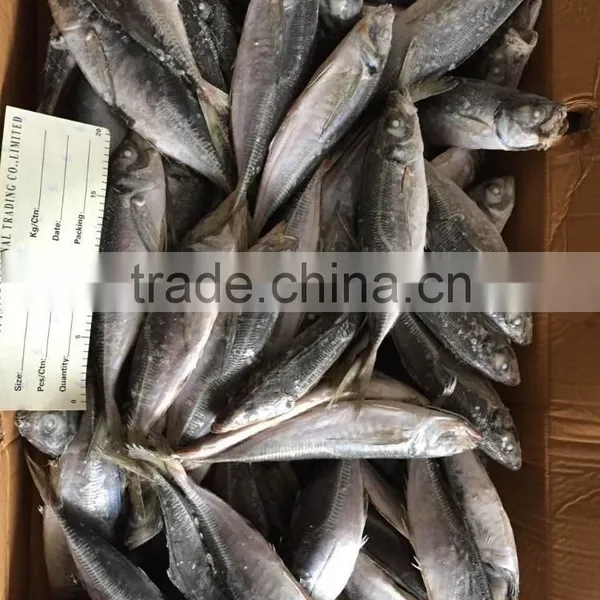 Horse Mackerel 20cm+ 2016 Seafrozen photo-4