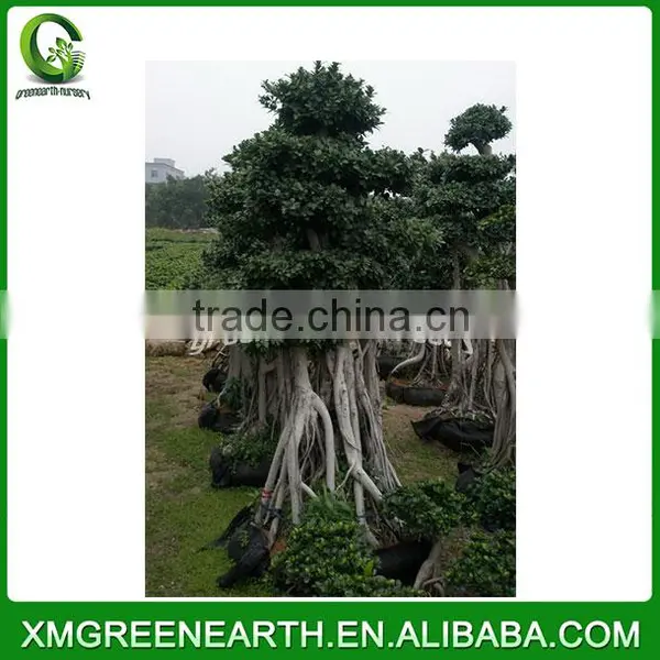 Ficus Microcarpa Bonsai 2.5-3m(2) photo-2