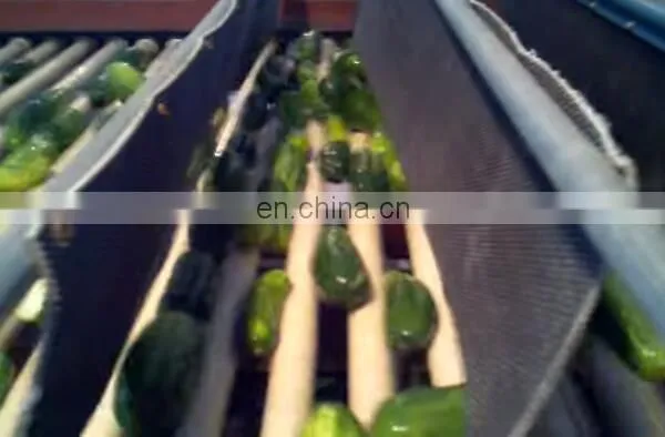 Fully Automatic Stainless Steel Cucumber Length Sorting photo-5