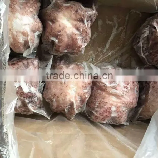 2016 Frozen Baby Octopus 20-60g/pcs for Sale photo-3