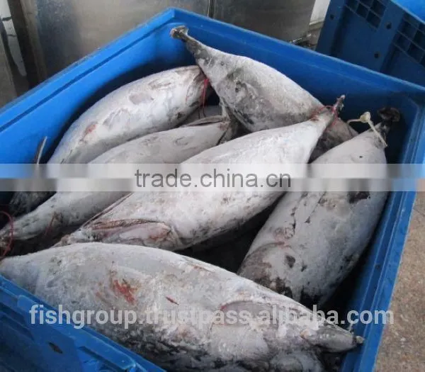 ALBACORE WHOLE ROUND photo-3