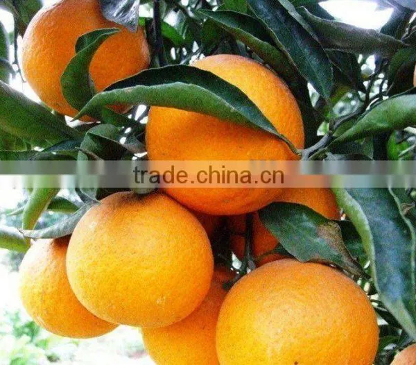 Orange Concentrate