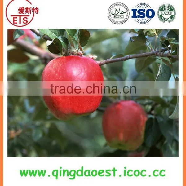 Wholesale 2015 Top Grade Apple photo-6