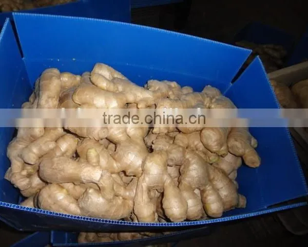 Fresh Washed Ginger photo-5