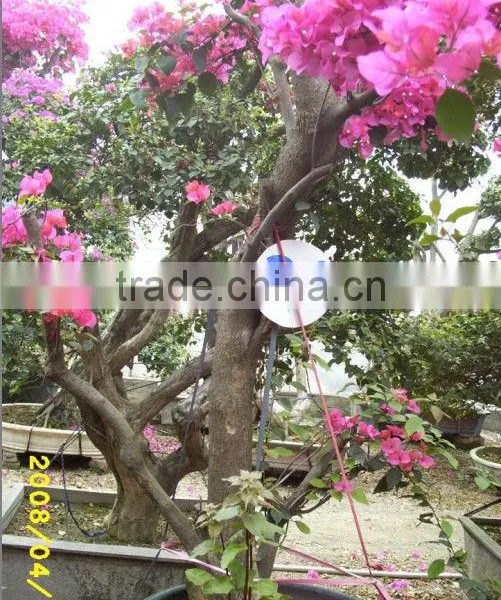 Bougainvillea Glabra Live Plants Live Bonsai photo-3