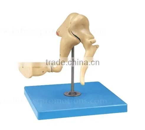 Human Body Anatomy Model Bone Model Of Ear photo-2